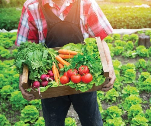 Science update: Is organic food healthier?