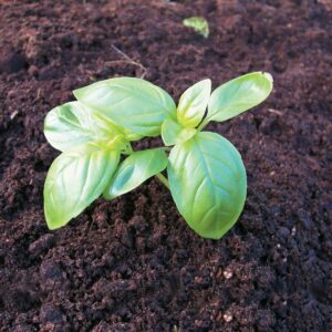 Edible garden: Growing basil