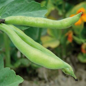 Grow your own broad beans