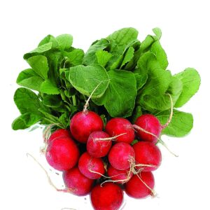 How to grow radishes