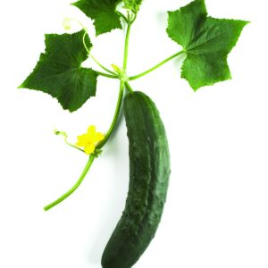 In season early summer: Cucumbers