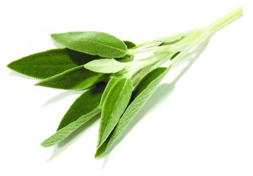 In season mid-spring: Sage - Healthy Food Guide