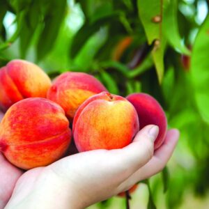 In the garden: Peachy keen