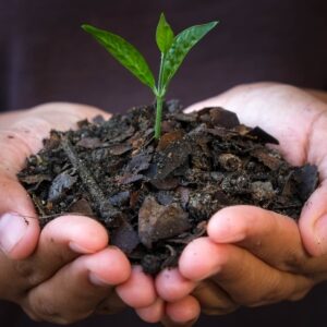 Turn over a new leaf: How to live more sustainably