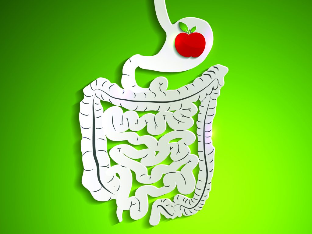 How your digestive system works - Healthy Food Guide