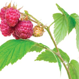 The lost plot: How to grow raspberries