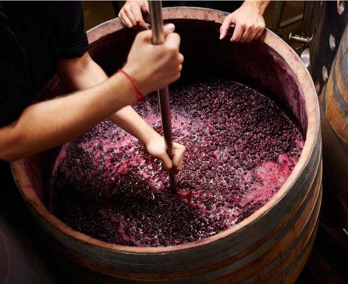 Red wine grapes in a barrel