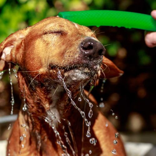 Dog enjoying water