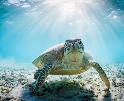 Sea turtle underwater