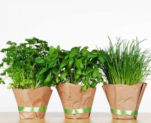 Fresh parsley, basil and chives in pots