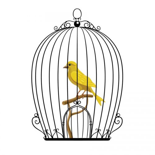 Bird trapped in a cage