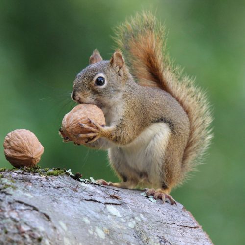 What’s the healthy number of nuts to eat?