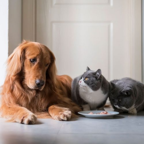 two cats eating while a dog looks on