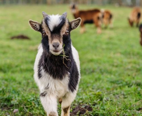 Is goat’s milk good for you?