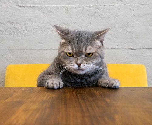 Angry looking cat at a table