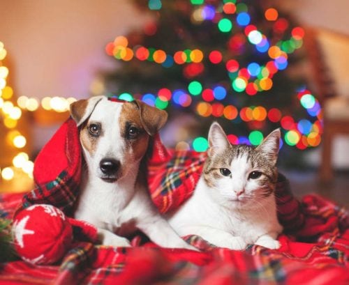 A dog and a cat on a blanket in front of a Christmas tree