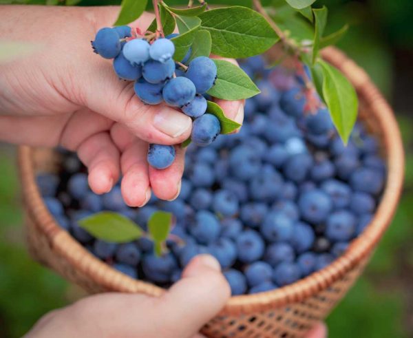 The health benefits of blueberries