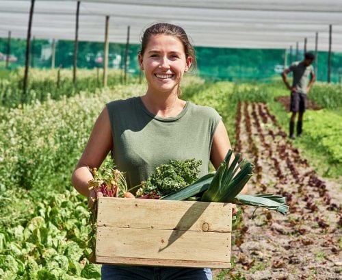 Woman in commercial vegetable garden holding box of vegetables