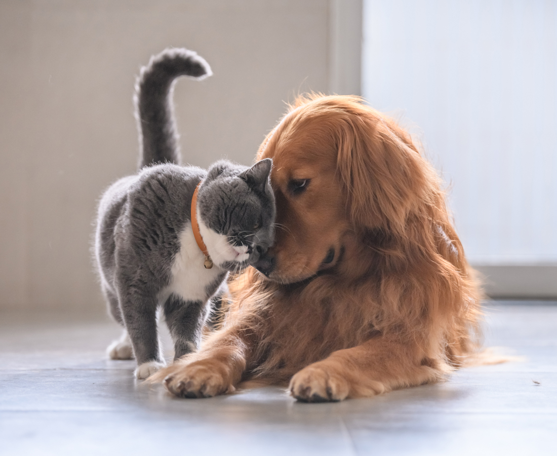 https://media.healthyfood.com/wp-content/uploads/2022/04/4-effective-ways-to-keep-your-pets-lean-and-healthy-iStock-992637094.jpg
