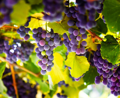 Purple grapes on the vine