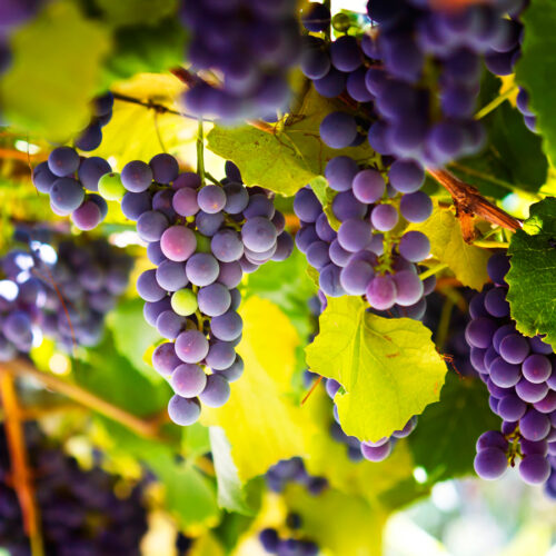 The health benefits of grapes